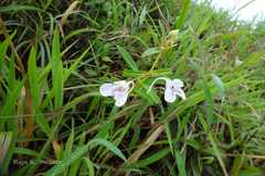 Impatiens fasciculata